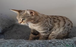 Savannah cats for sale: Beautiful F3 Pedigree Savannah Lady TICA Reg - Image 2