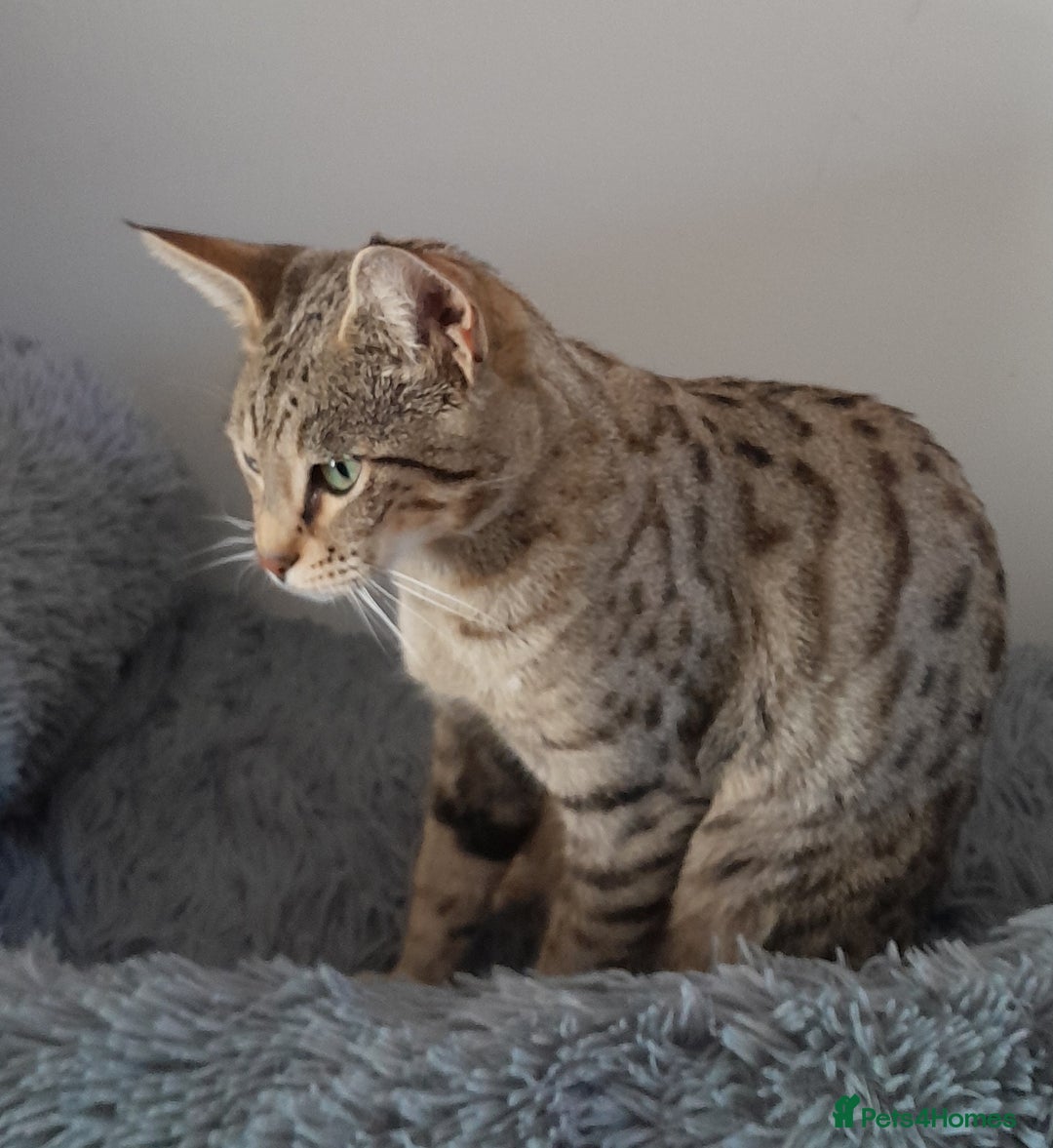 Savannah cats for sale: Beautiful F3 Pedigree Savannah Lady TICA Reg - Image 2