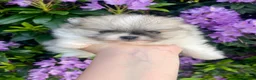 Pomeranian dogs for sale: Teddy bear faced tiny kc Pomeranian girls  - Advert 5