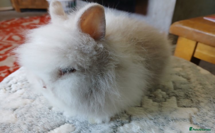 Lionhead rabbits - Advert 3