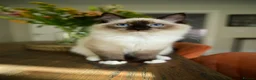 Ragdoll cats for sale: Male Ragdoll Cat Looking for a Loving New Home - Advert 3