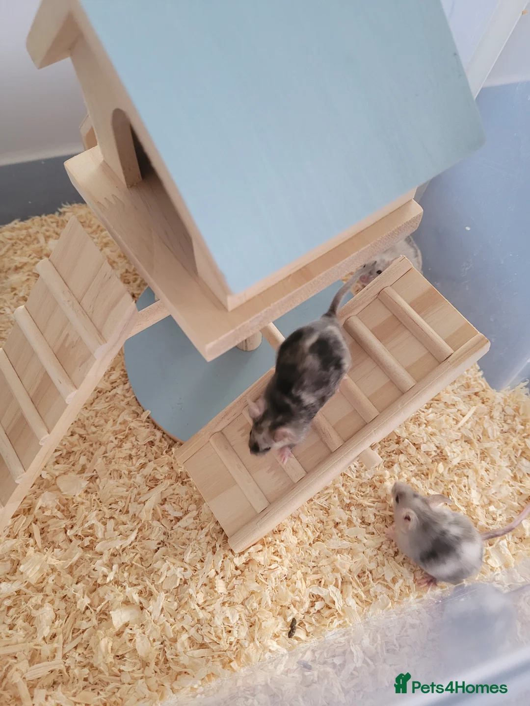 Mouse rodents for sale: Mice for sale  - Advert 1