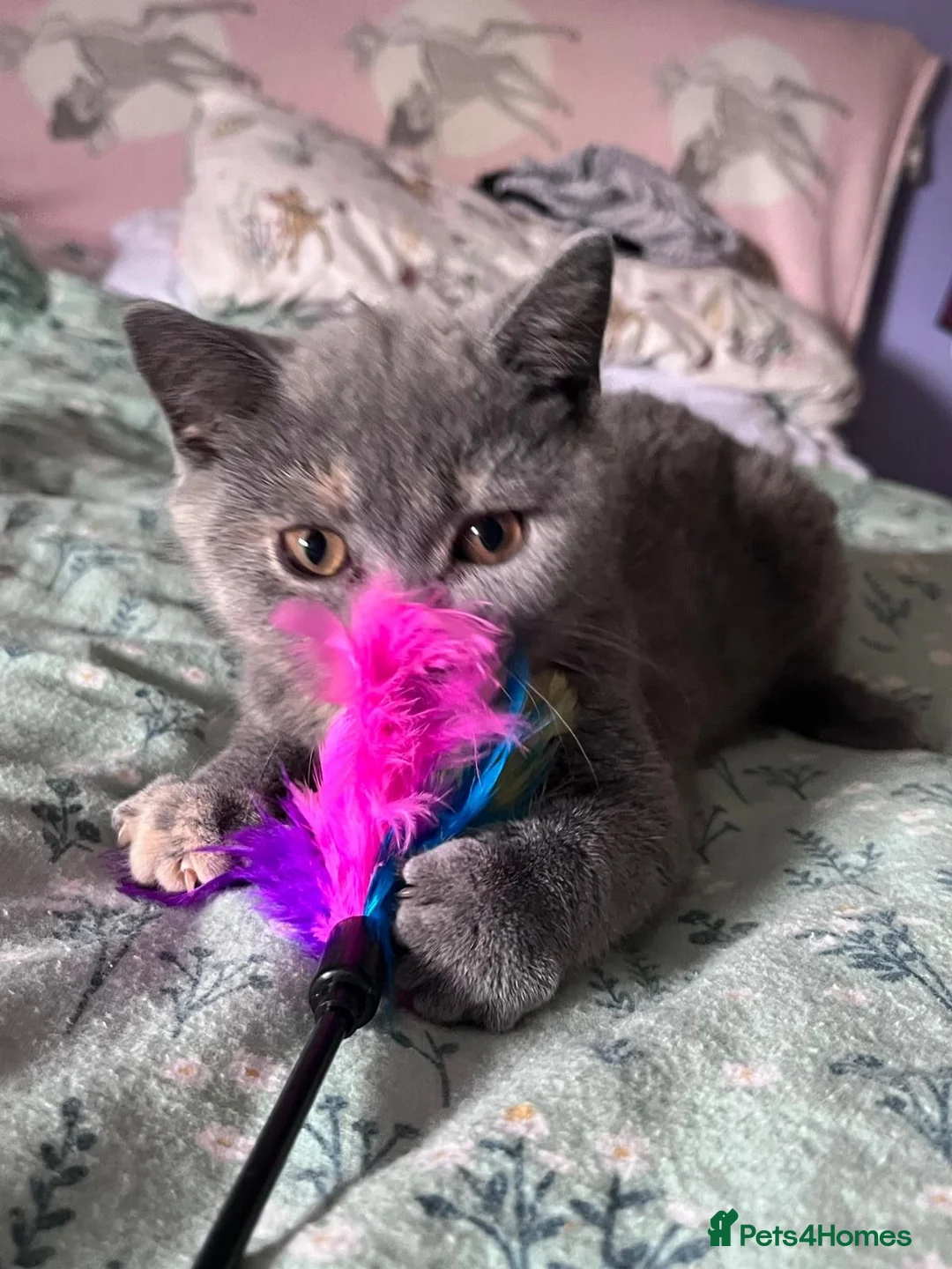 British Shorthair cats for sale: 2 Affectionate, Playful, Loving BSH Female Kittens in Gravesend - Advert 1