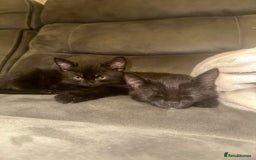 Domestic Shorthair cats for sale: X2 black kittens - Image 4