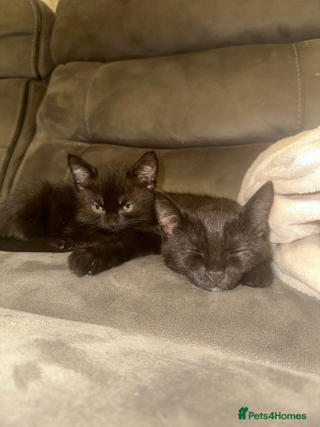 Domestic Shorthair cats for sale: X2 black kittens - Image 4