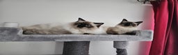 Ragdoll cats for sale: Seal Point Ragdoll Female Cat - Advert 2