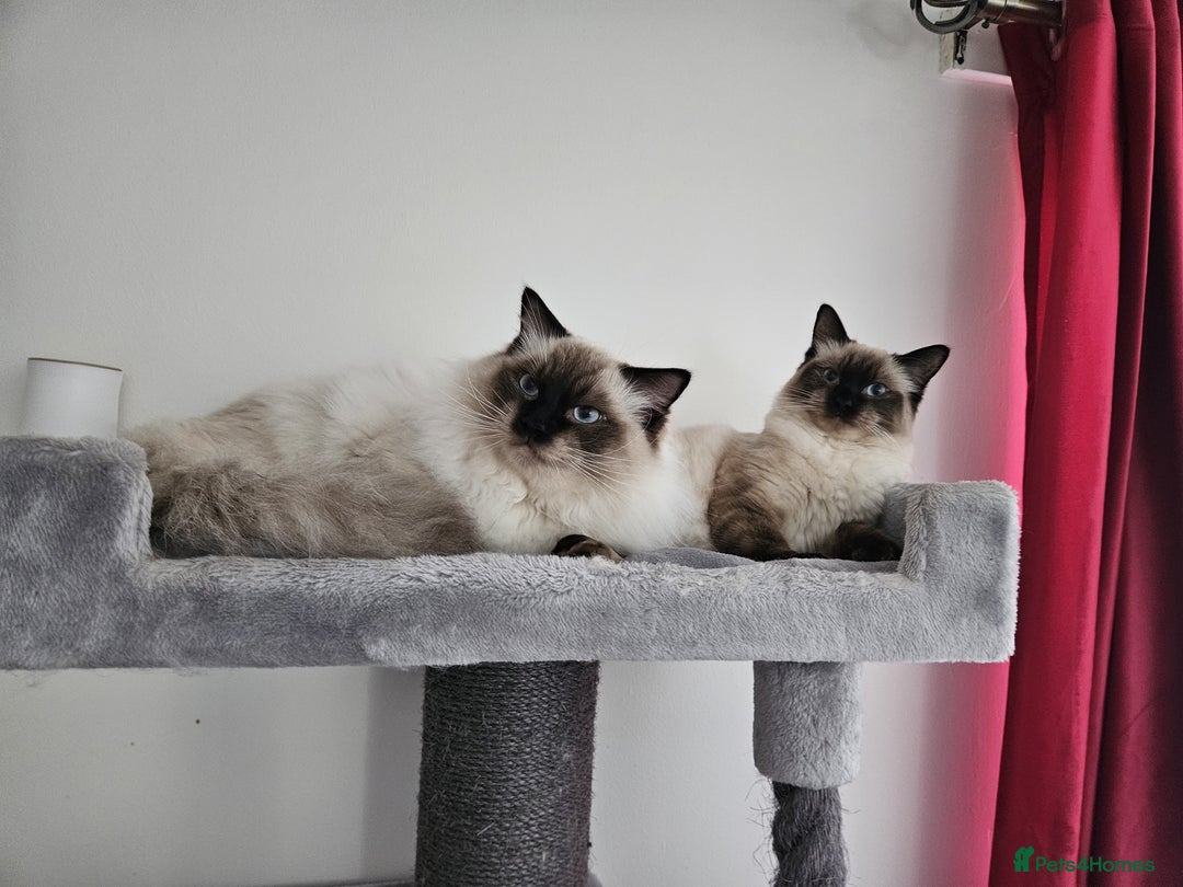 Ragdoll cats for sale: Seal Point Ragdoll Female Cat - Advert 2