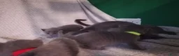 Russian Blue cats for sale: Beautiful Russian Blue Kittens  - Advert 3