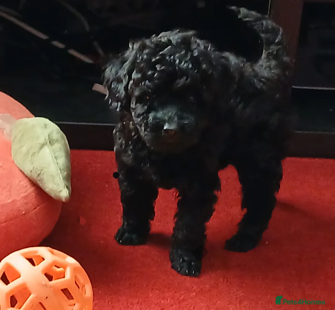 Toy Poodle dogs for sale: RKC registered Toy Poodle Pups - Advert 10