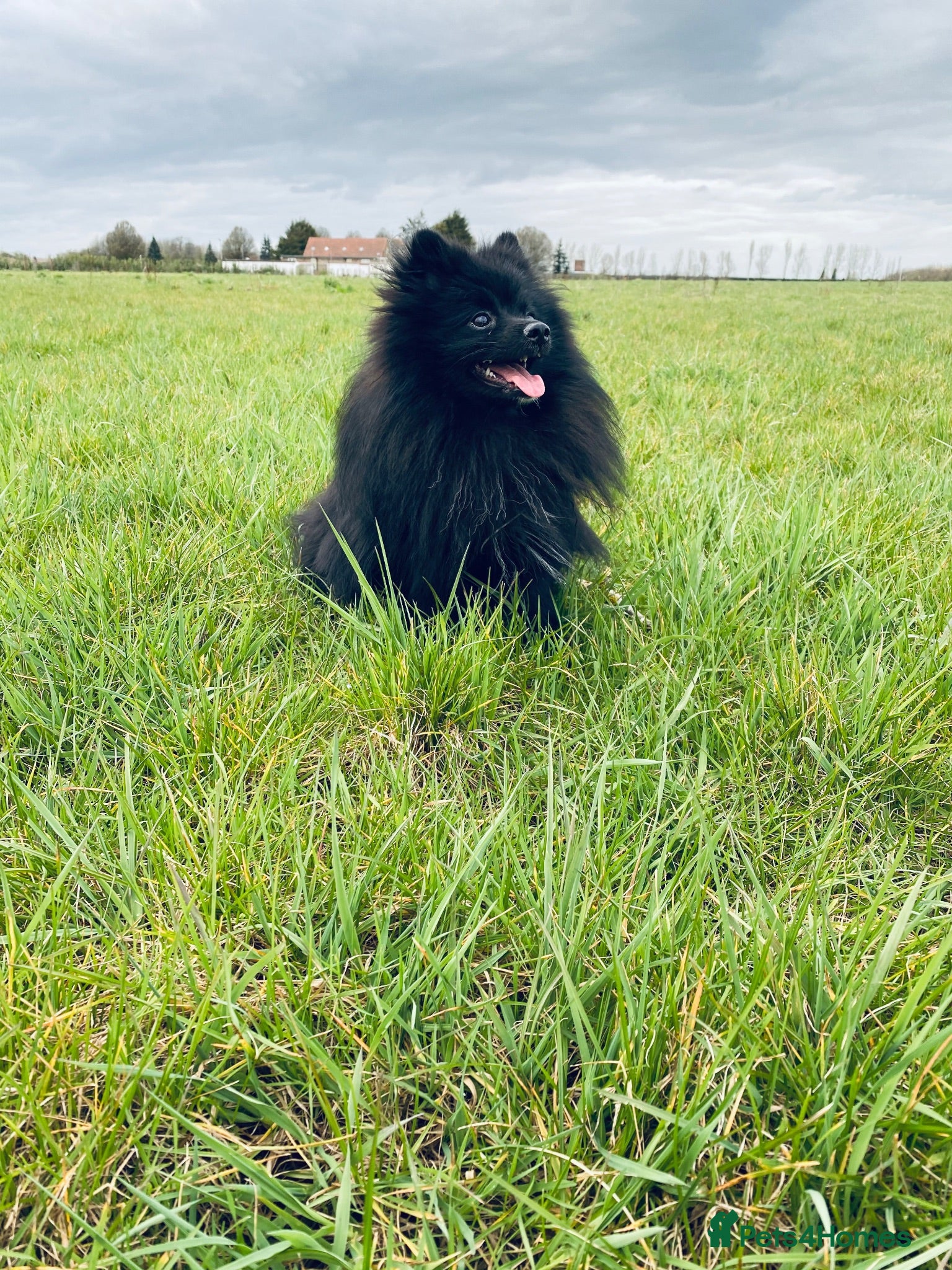 Pomeranian dogs Black Pomeranian stud dog - Advert 4