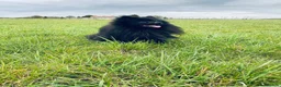 Pomeranian dogs for stud: Black Pomeranian stud dog in Hayes - Advert 1