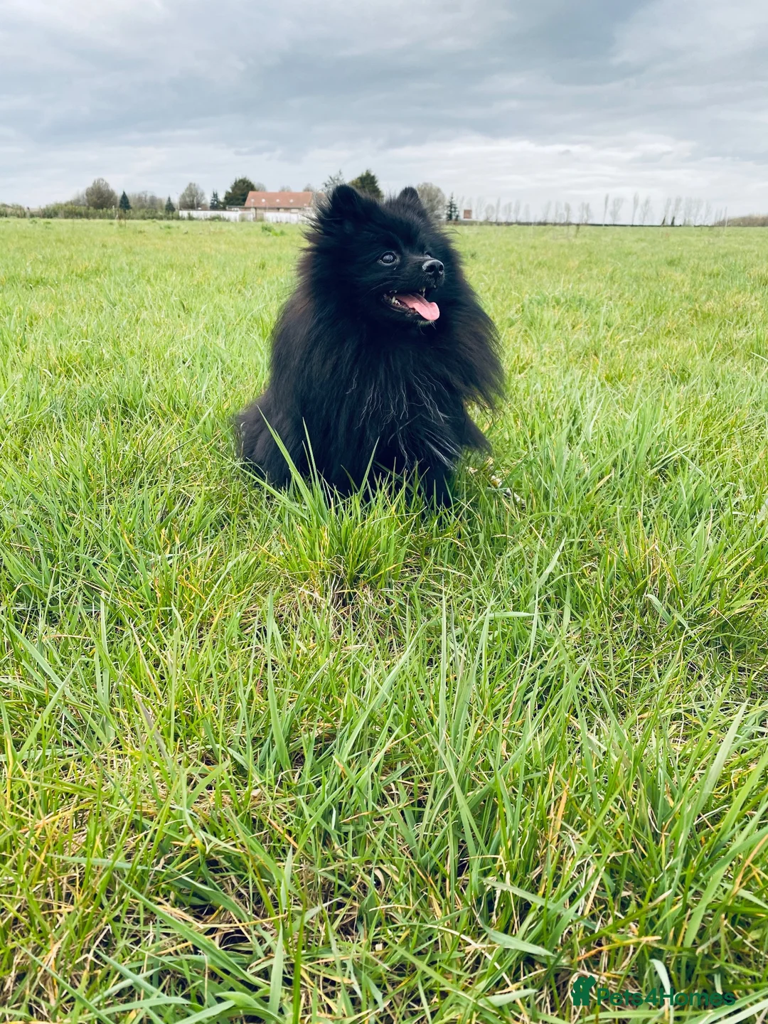 Pomeranian dogs for stud: Black Pomeranian stud dog in Hayes - Advert 1