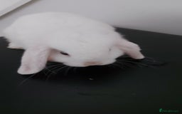 Mini Lop rabbits for sale: Mini lops rabbits - Image 5