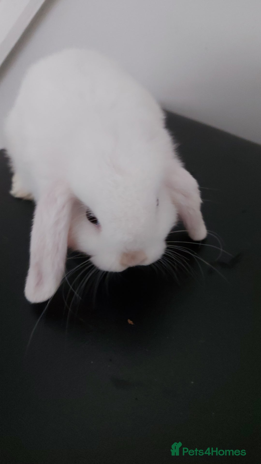 Mini Lop rabbits for sale: Mini lops rabbits - Image 5