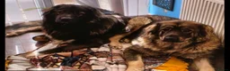 Caucasian Shepherd Dog dogs for sale: Caucasian Sheapard puppy's  in Bromsgrove - Advert 1