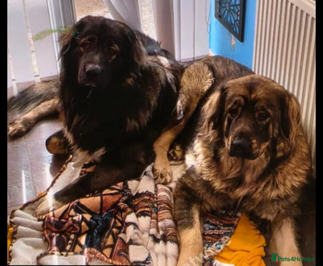 Caucasian Shepherd Dog dogs for sale: Caucasian Sheapard puppy's  in Bromsgrove - Advert 1