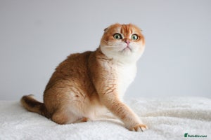 Scottish Fold cats Beautiful Golden Chinchilla Girl - Advert 2