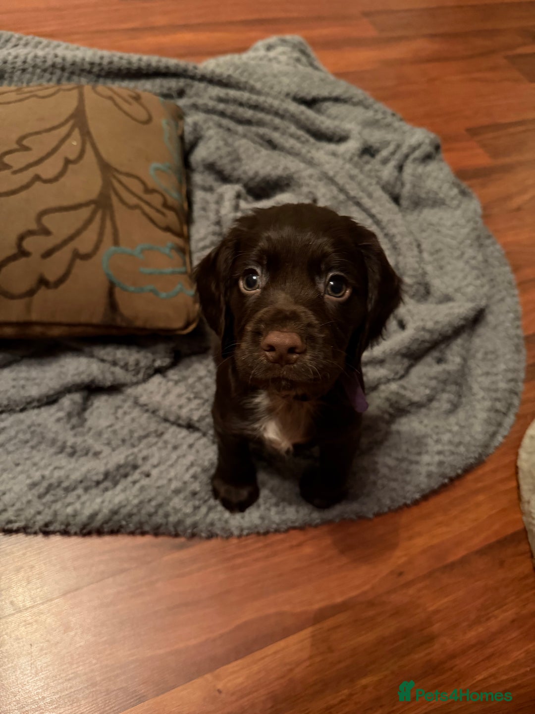 Cocker Spaniel dogs for sale: KC Registered Working Cocker Spaniels  - Advert 12