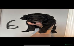 Cockapoo dogs for sale: 6 Cockapoo F1B *5 weeks old* - Image 7