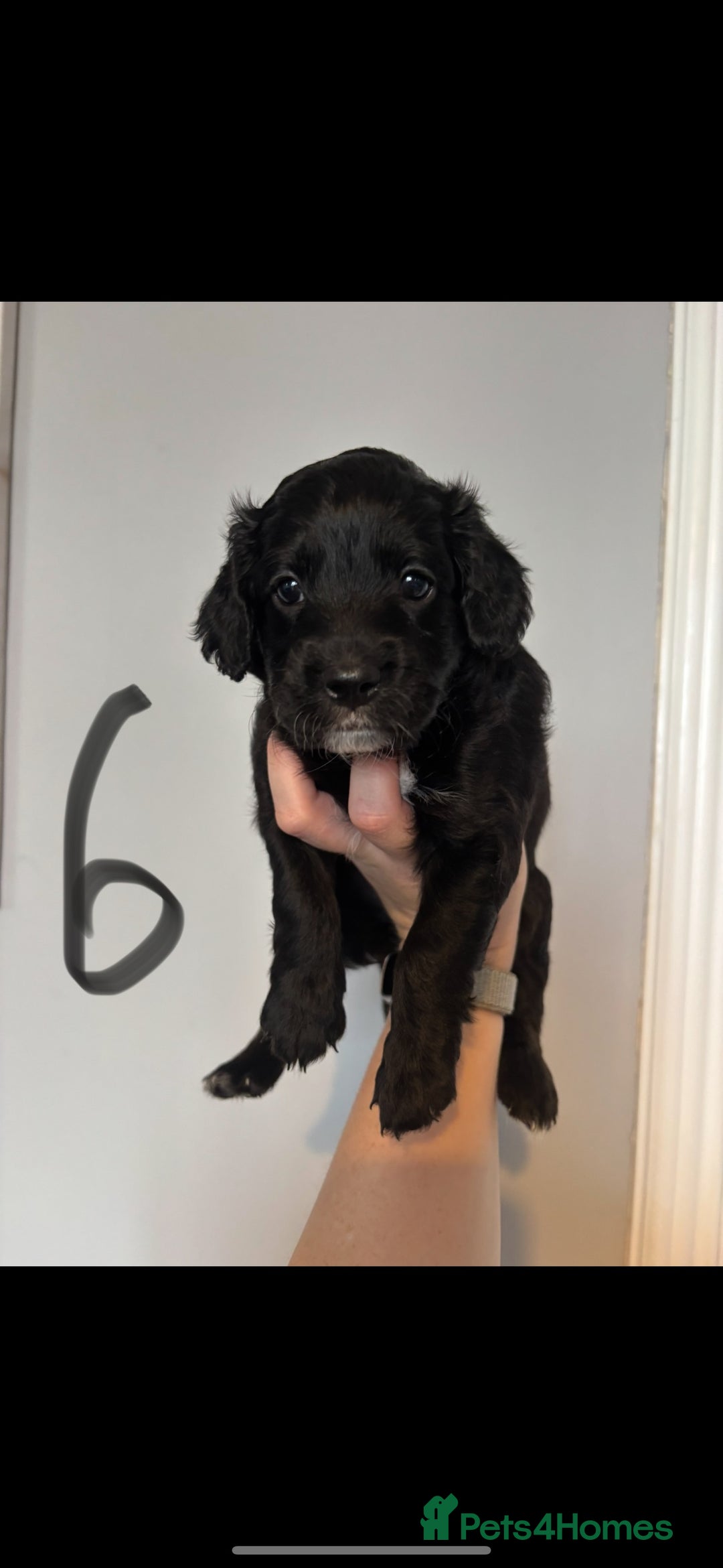 Cockapoo dogs for sale: 6 Cockapoo F1B *5 weeks old* - Image 7