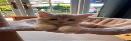 Mixed Breed cats for sale: Beautiful 8-Wk-Old Kittens Ready for Loving Homes - Advert 4