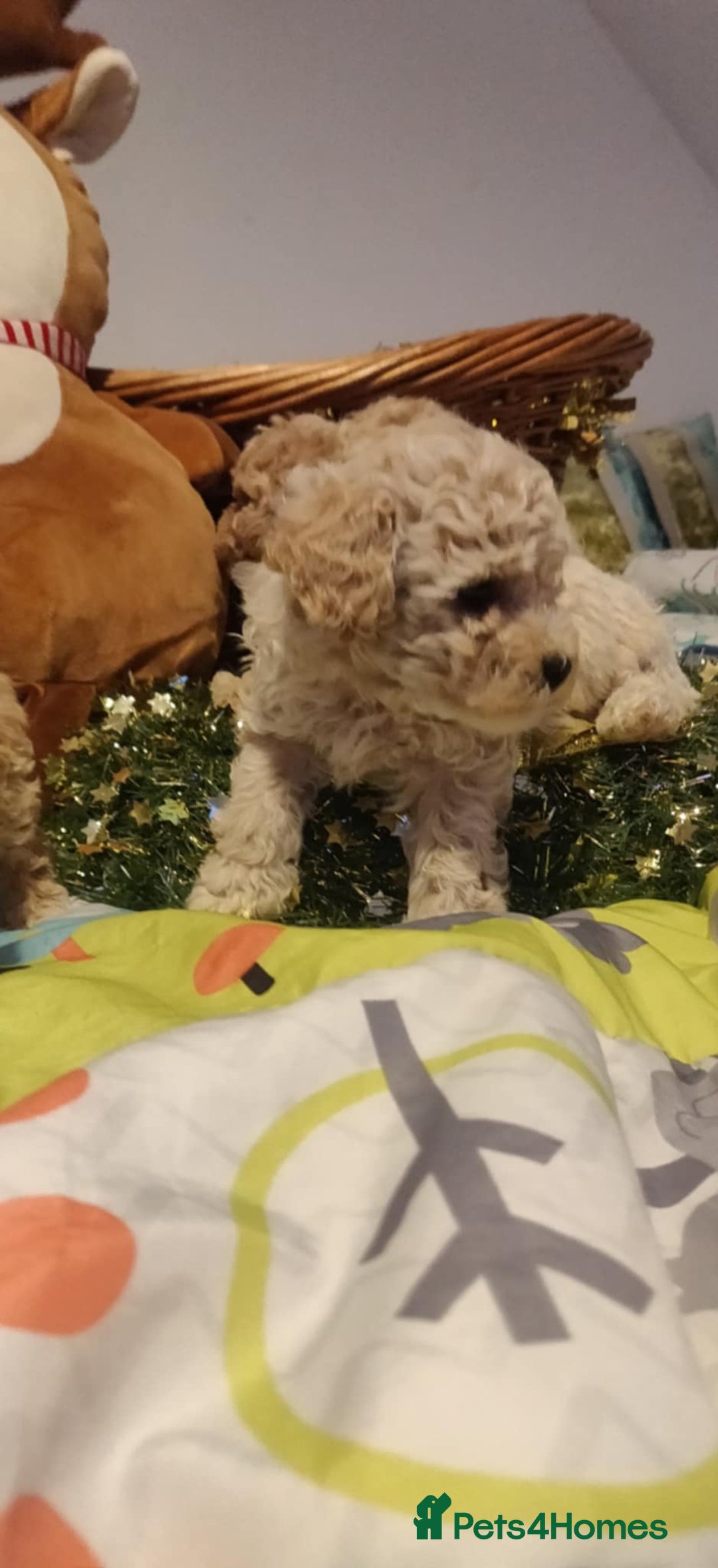 Maltipoo dogs for sale: Beautiful maltipoo puppys - Advert 11
