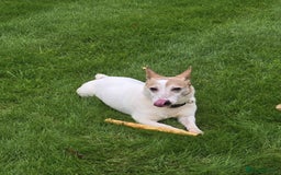 Jack Russell dogs for sale: 8 year old Jack Russell for sale - Image 10