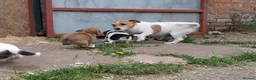 Jack Russell dogs for sale: Jack Russell Puppies - Advert 3