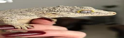 Gecko reptiles for sale: Gargoyle gecko - Advert 2