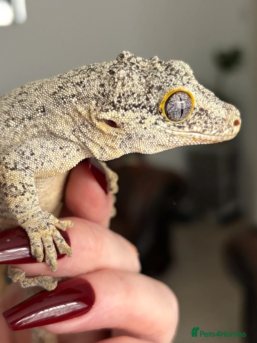 Gecko reptiles for sale: Gargoyle gecko - Advert 2
