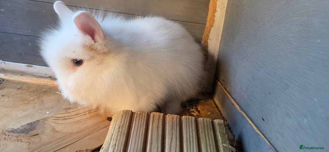 Lionhead rabbits for sale: Three beautiful purebred lion head babies  - Image 7