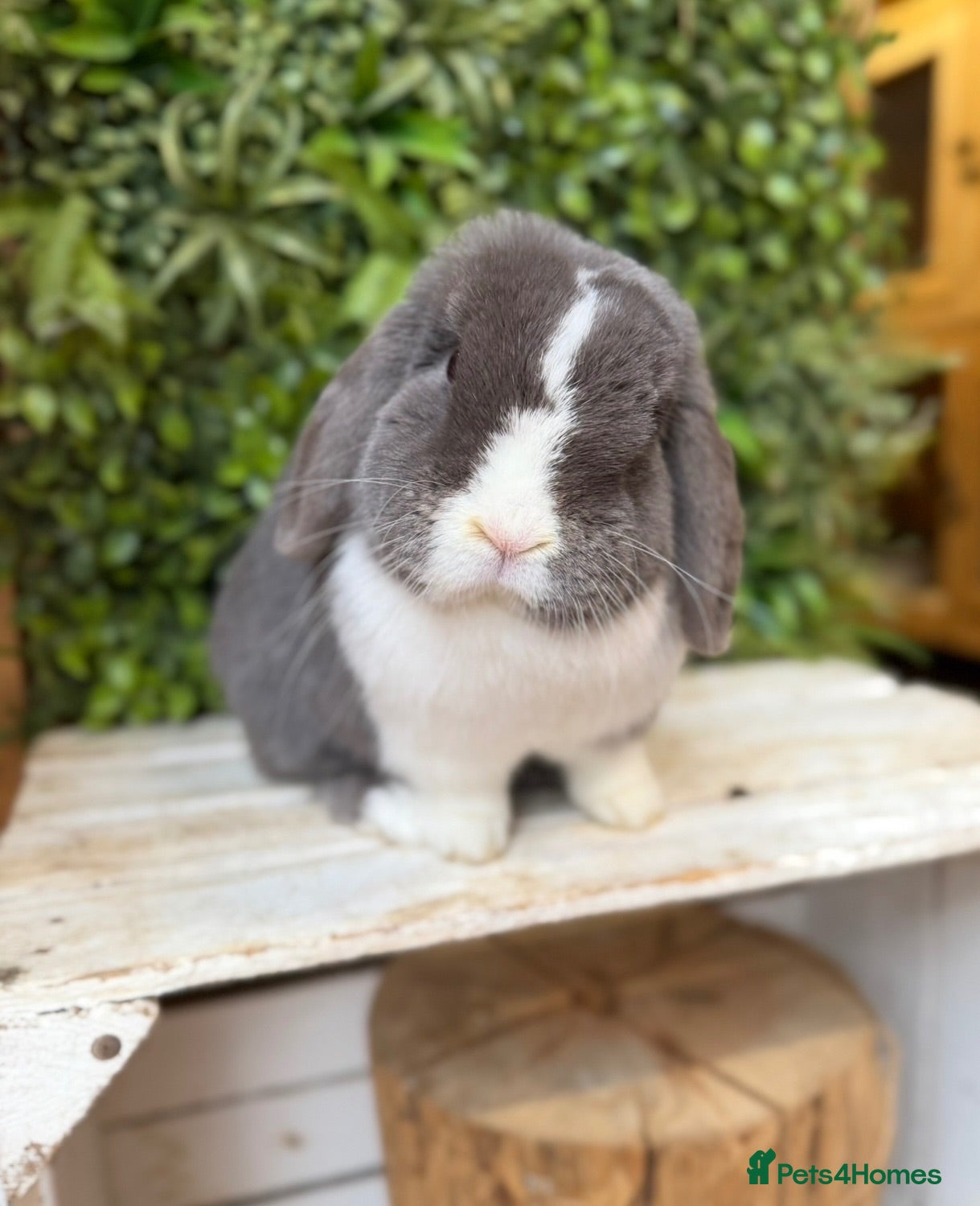 Mini Lop rabbits Mini lop doe  - Advert 5