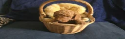 Cockapoo dogs for sale: Stunning homebred cockapoos - Advert 14