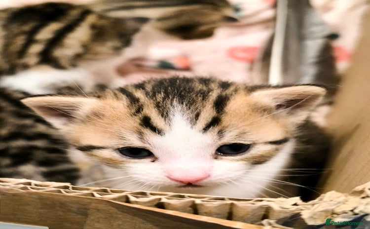 Scottish Fold cats - Advert 1