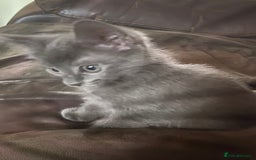 Chartreux cats for sale: Chartreux Male kitten 8 weeks old  - Image 4