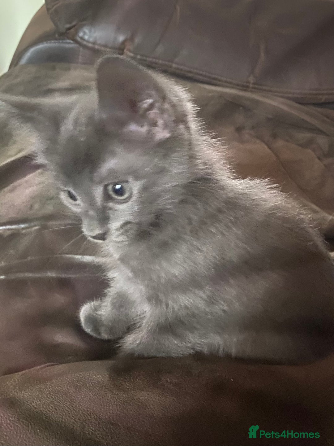 Chartreux cats for sale: Chartreux Male kitten 8 weeks old  - Image 4