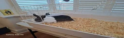 Mixed Breed rabbits for sale: Rabbit ready to go for free  - Advert 3