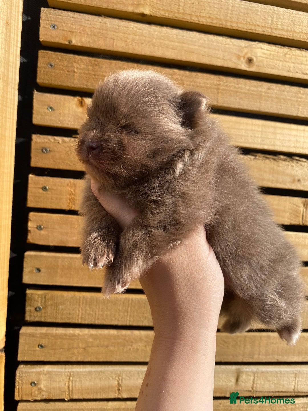 Pomeranian dogs for sale: outstanding true to typ pomeranian puppy's  - Image 6
