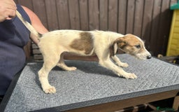 Lurcher dogs for sale: Beautiful Lurcher Puppies – Well Bred, Ready Now! - Image 18