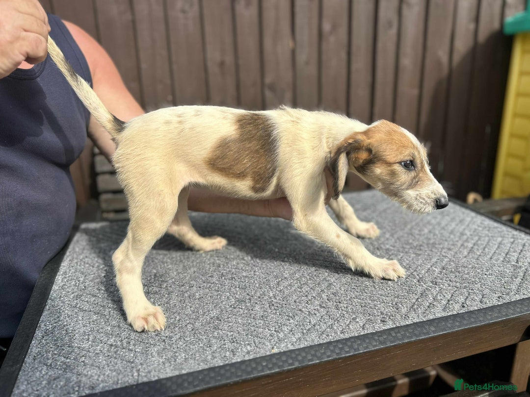 Lurcher dogs for sale: Beautiful Lurcher Puppies – Well Bred, Ready Now! - Image 18