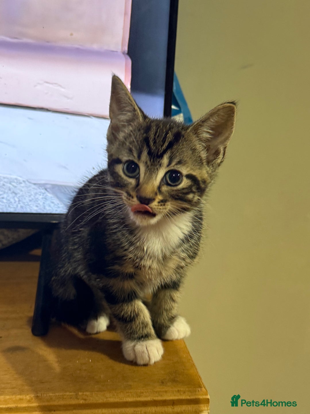 Mixed Breed cats for sale: 4 tabby kittens  - Image 7