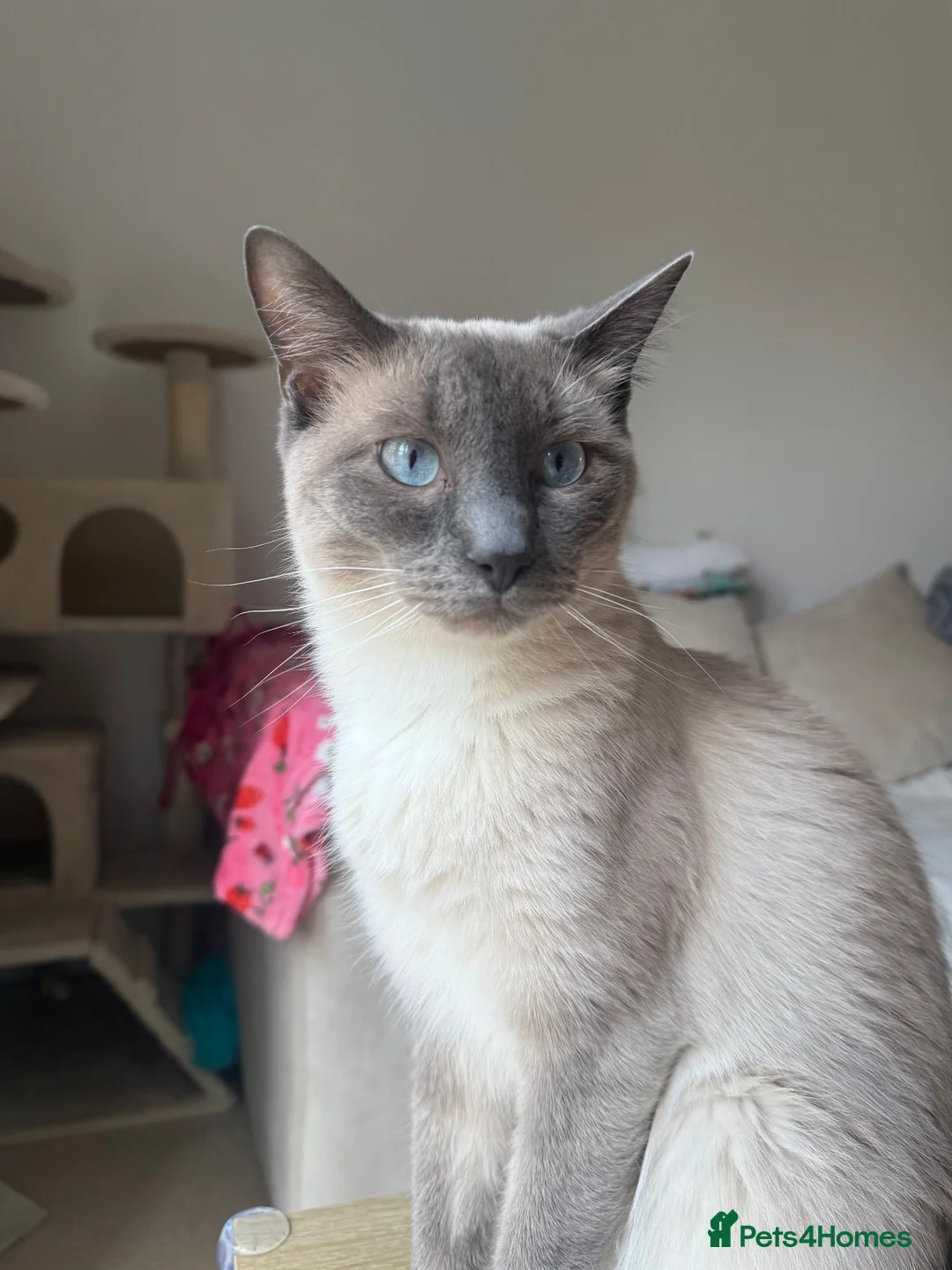 Ragdoll cats for sale: Loving Ragdoll Boy Looking For A Furrever Home - Advert 1