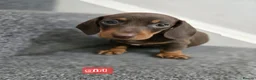 Dachshund dogs for sale: Beautiful dachshund babies  in Barnsley - Advert 8