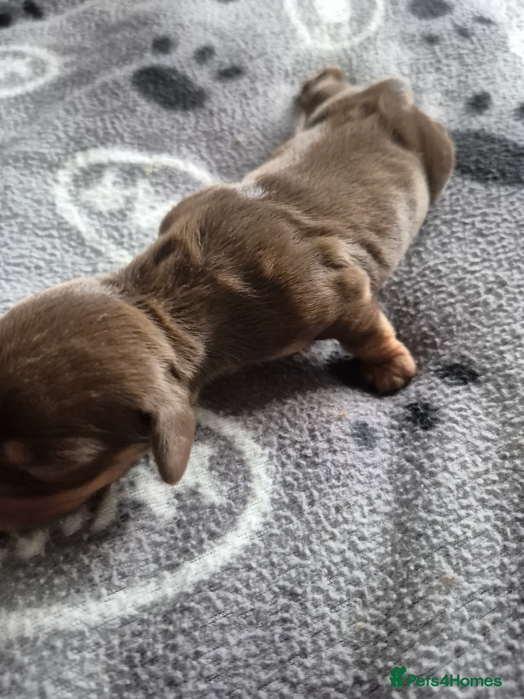 Miniature Dachshund dogs for sale: Miniture dachshund smooth hair puppies  - Advert 10