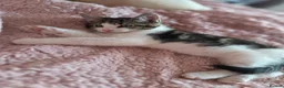 Maine Coon cats for sale: Half Maine Coon - Advert 4