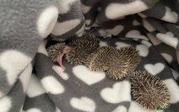 Pygmy Hedgehog rodents for sale: Male Pygmy Hedgehog  - Image 2