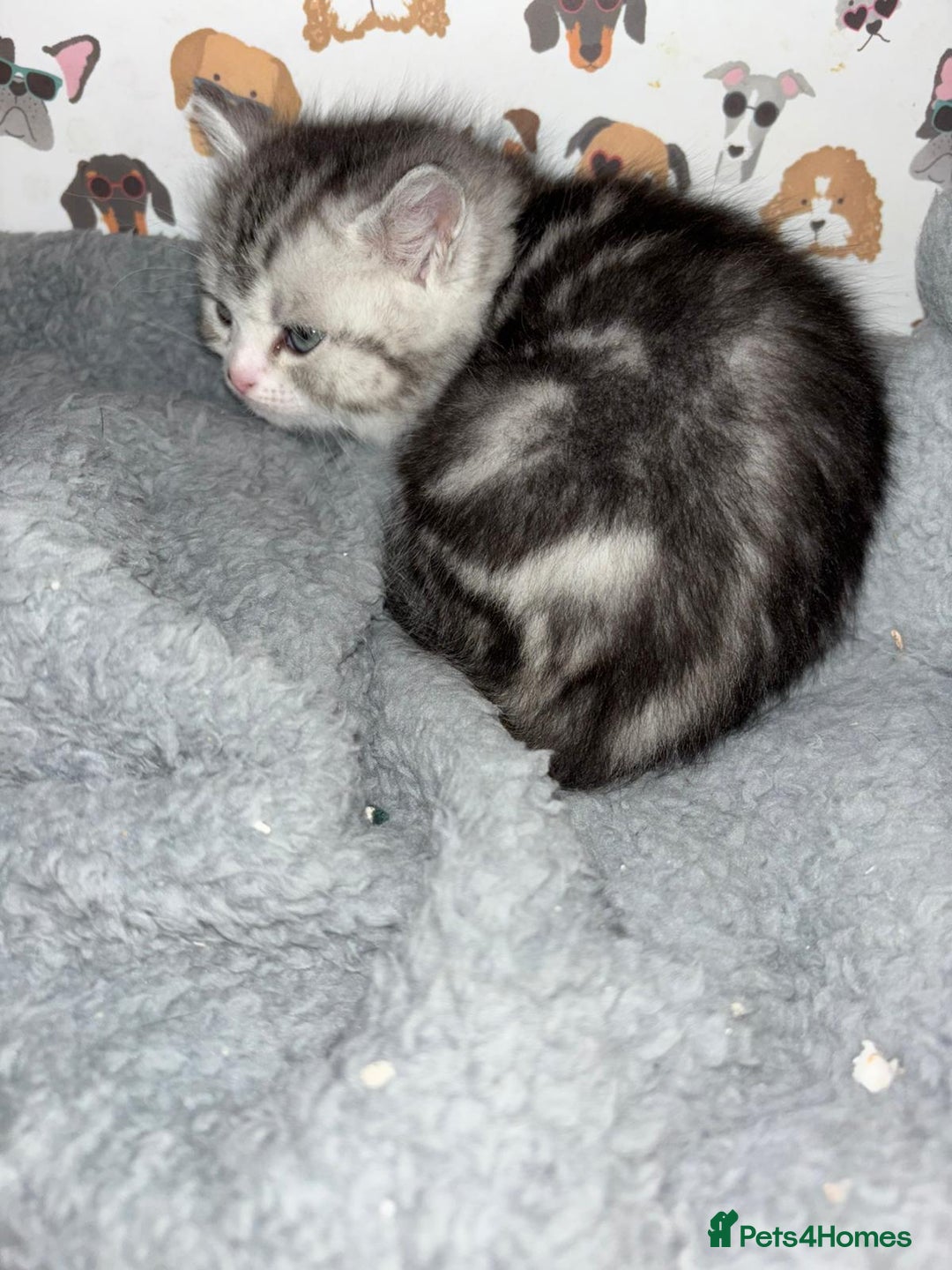 Brazilian Shorthair cats for sale: British shorthair x Persian  - Advert 32