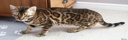 Bengal cats for sale: Superb Active Reg Bengal Girl - Advert 7