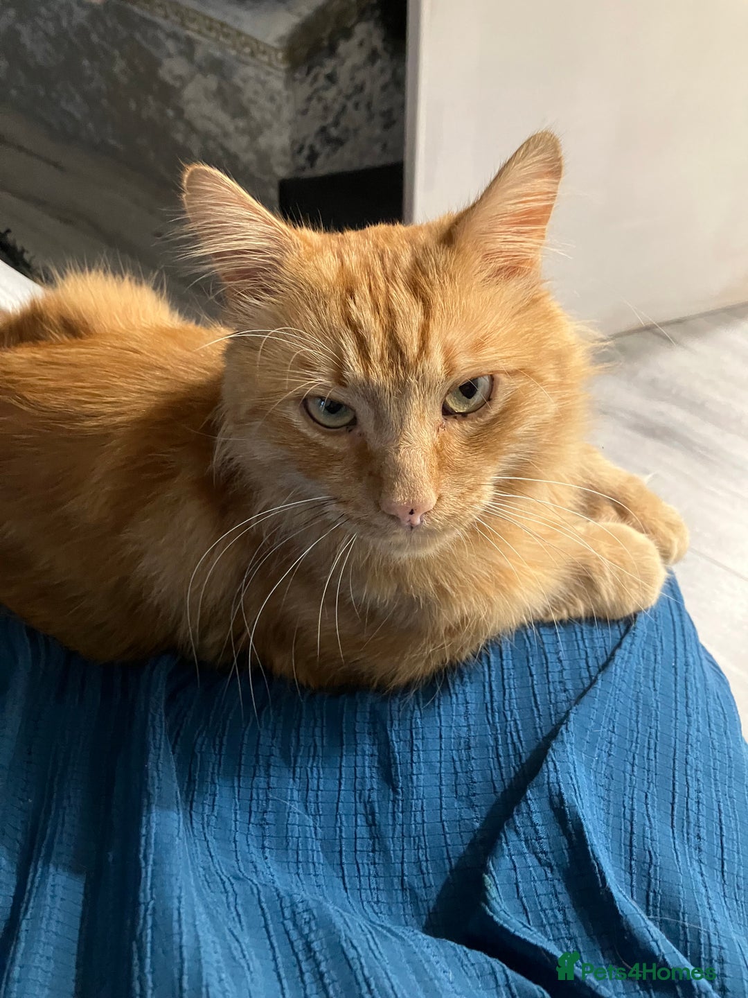 British Longhair cats for sale: Garfield  - Image 1