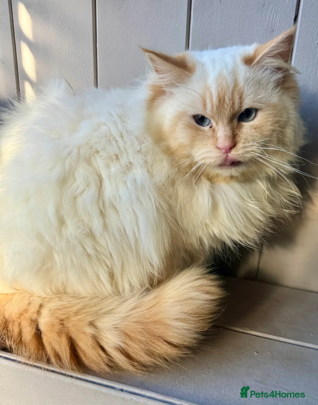 Ragdoll cats for stud: Flame point Ragdoll for stud - Advert 4